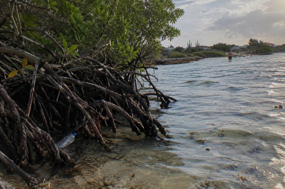A quiet shallow bay with mangroves at the shoreline and clear water over sand