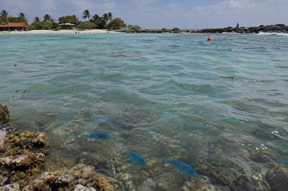 A coral reef in clear shallow water with tropical fish near the surface