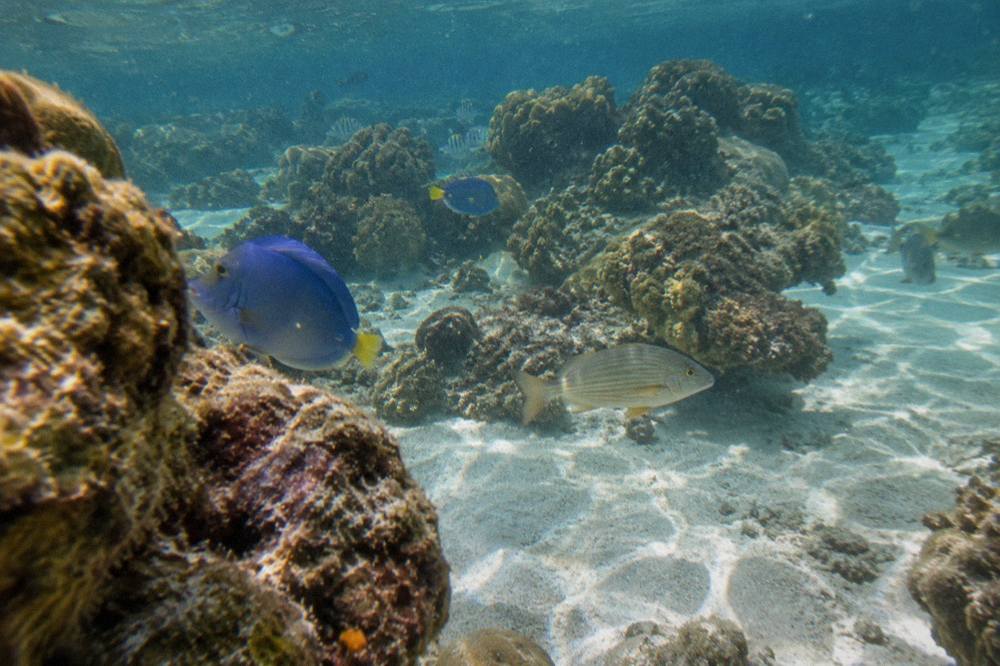 Shallow reef fish swimming over coral close to a sandy sea floor
