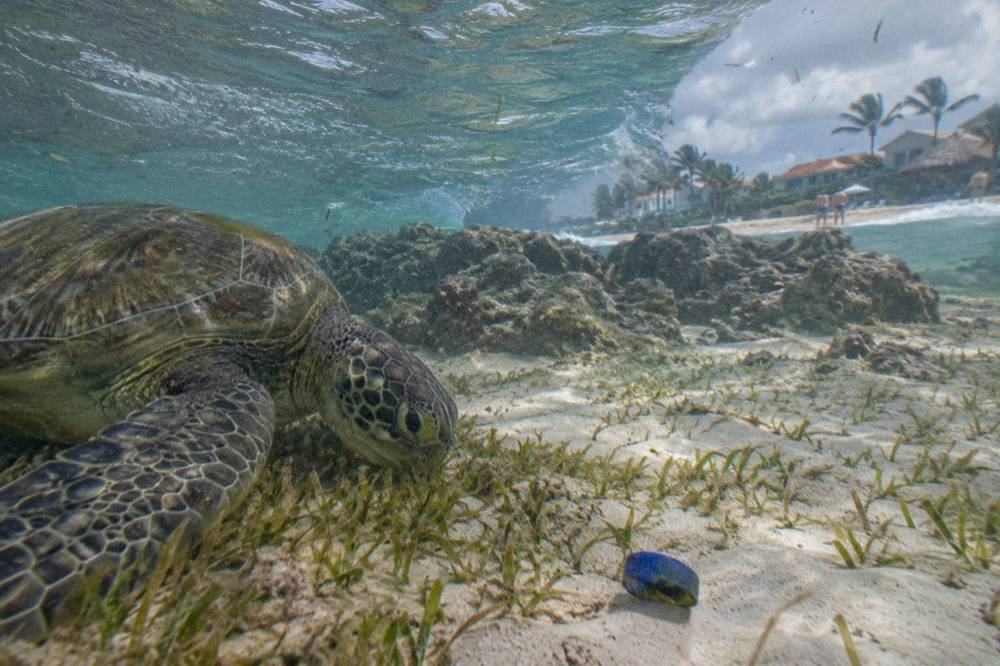 A green sea turtle swimming over seagrass in sunlit shallow water