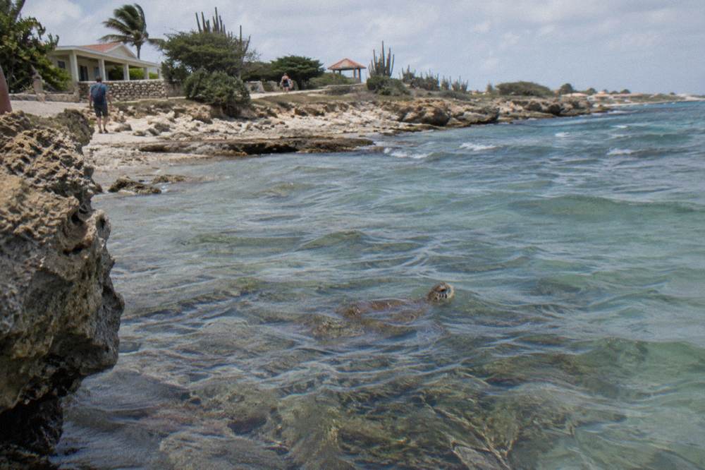 Green sea turtle swimming over seagrass in clear shallow water