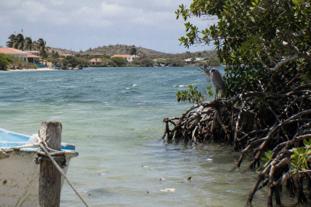 A quiet mangrove-lined bay with calm shallow water fading to deeper blue