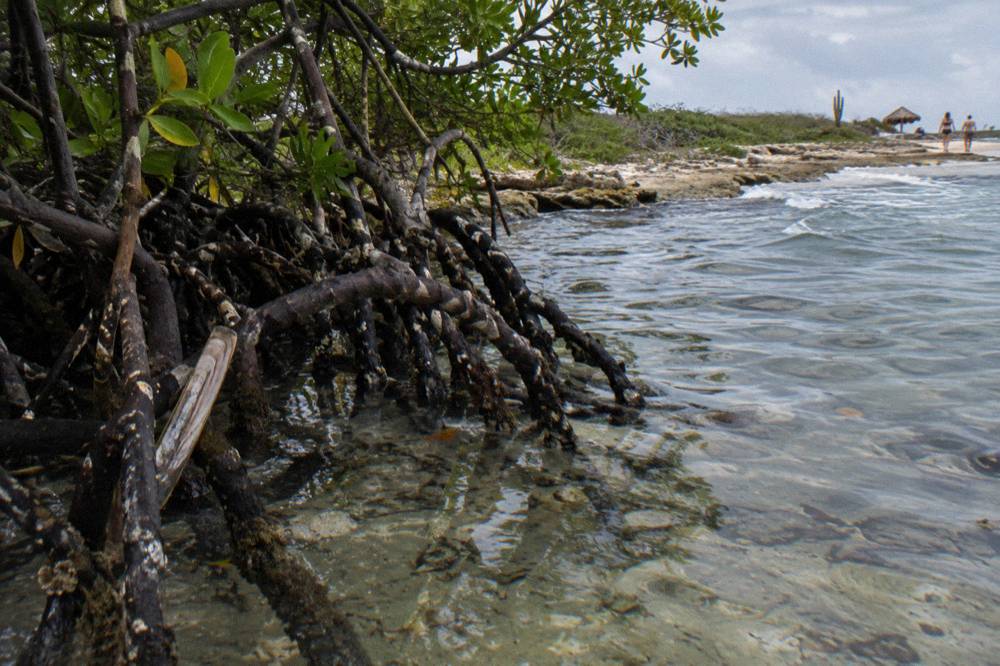 Mangrove roots along a quiet shallow shoreline with clear still water