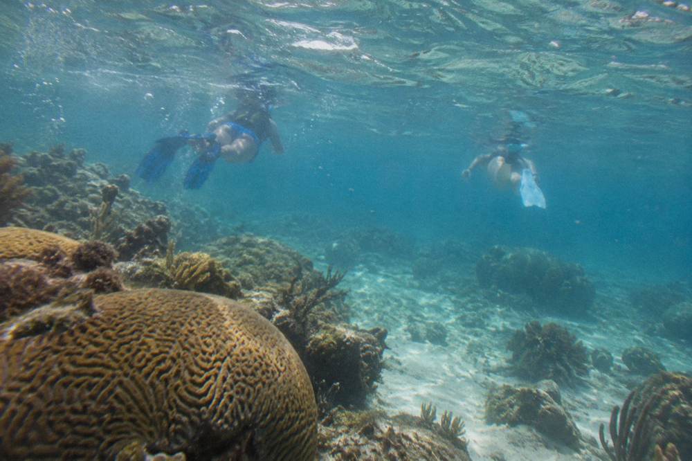 Snorkelers floating over a shallow reef with visible coral formations
