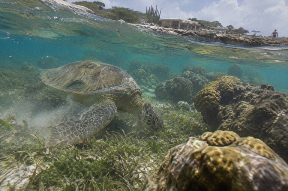 A green sea turtle grazing over seagrass in clear shallow water