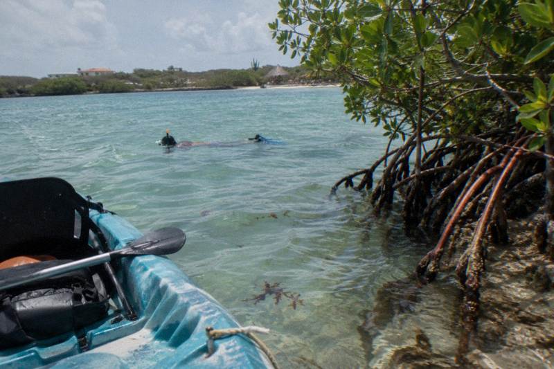 Sea kayak and snorkeler in calm turquoise water near a mangrove shore in Aruba