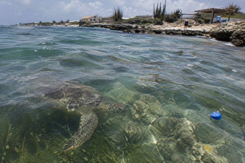 Green sea turtle gliding over seagrass in shallow water off Aruba