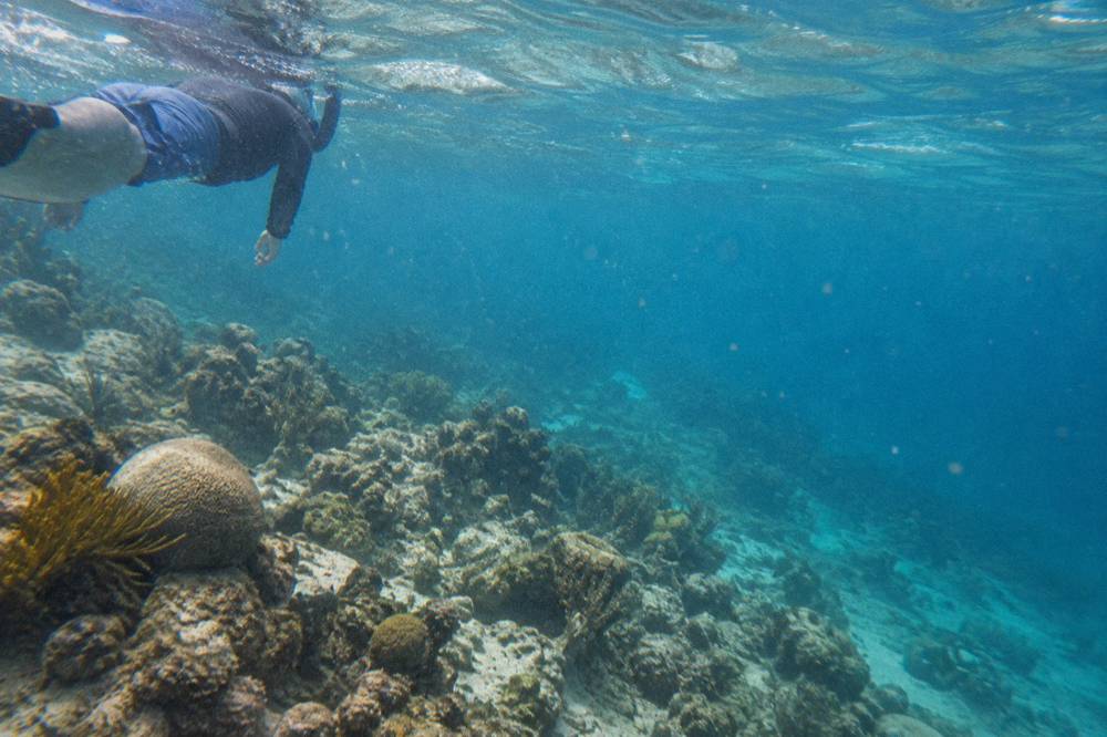 A snorkeler's view of a sunlit coral slope fading into clear open water