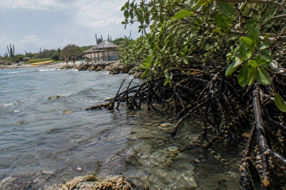 Mangrove roots along a calm shallow bay at Mangel Halto