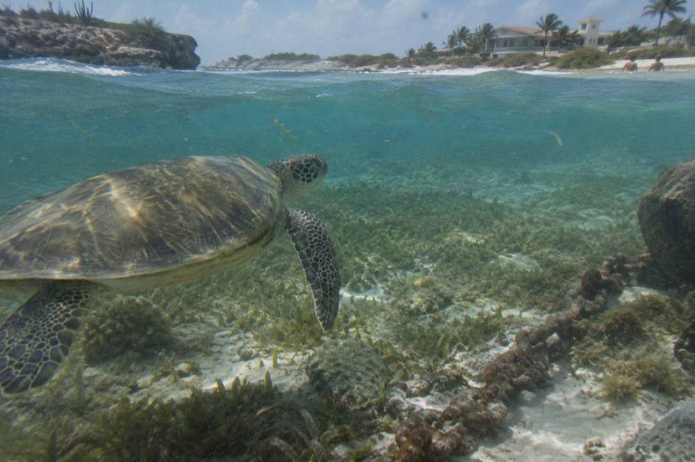 A sea turtle swimming over a shallow sandy channel near reef grass