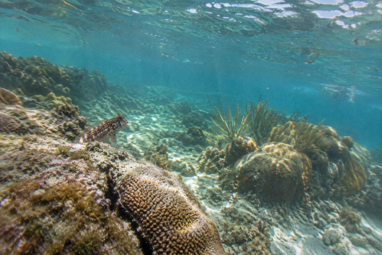 Calm turquoise water over a shallow reef with soft coral formations