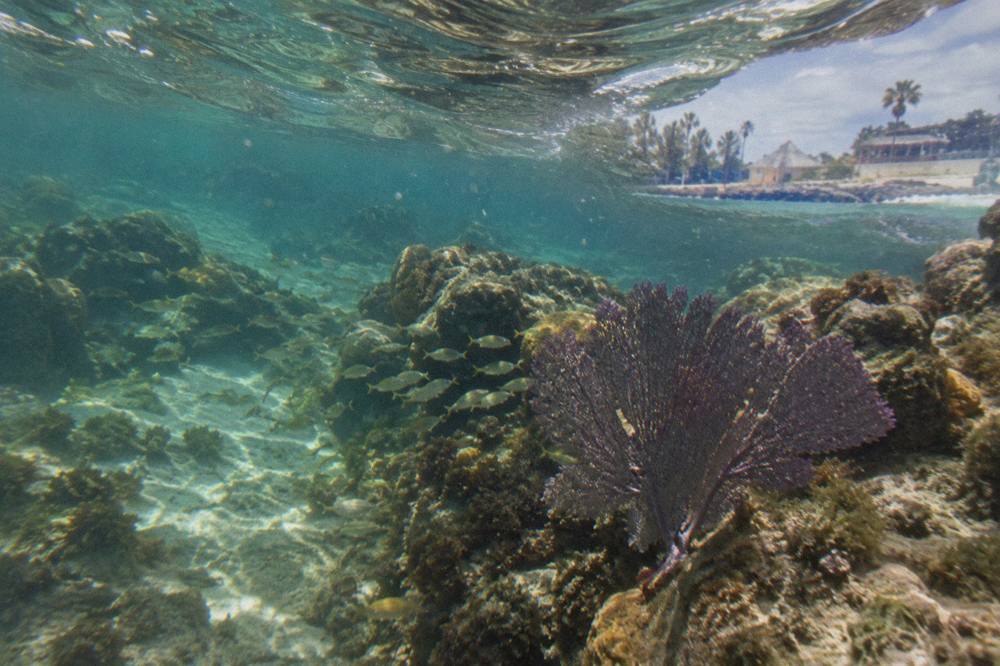 Shallow clear water over a coral reef near the Aruba shoreline