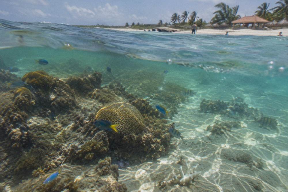 Small colorful fish swimming over a shallow reef in clear sunlit water