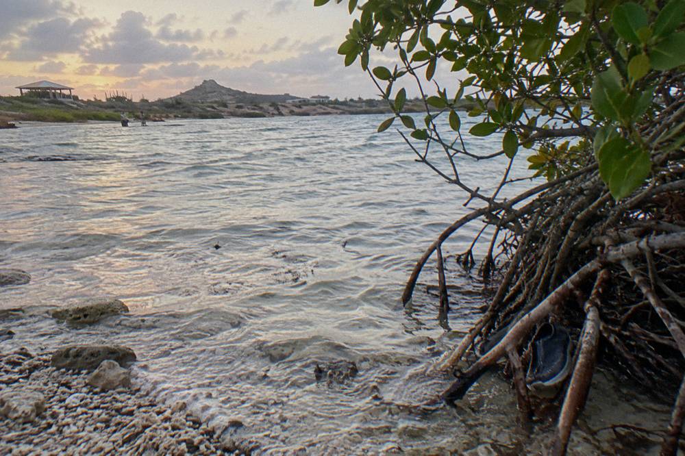 Mangrove roots along a calm shallow bay with clear water over a sandy bottom