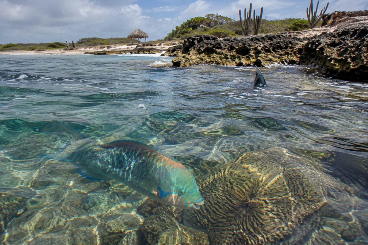 Calm turquoise water over a shallow reef with coral formations and small fish near shore