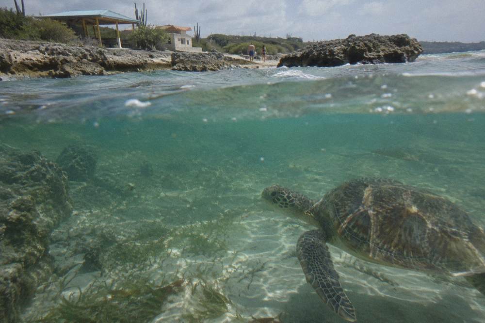 Green sea turtle swimming over a sandy channel in clear water