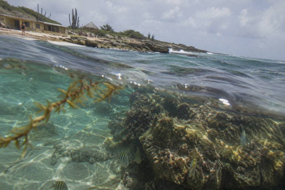Shallow clear water over a rocky reef with small tropical fish near the surface