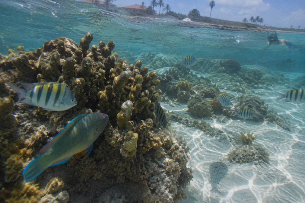 Colorful reef fish swimming over a shallow coral formation in clear sunlit water