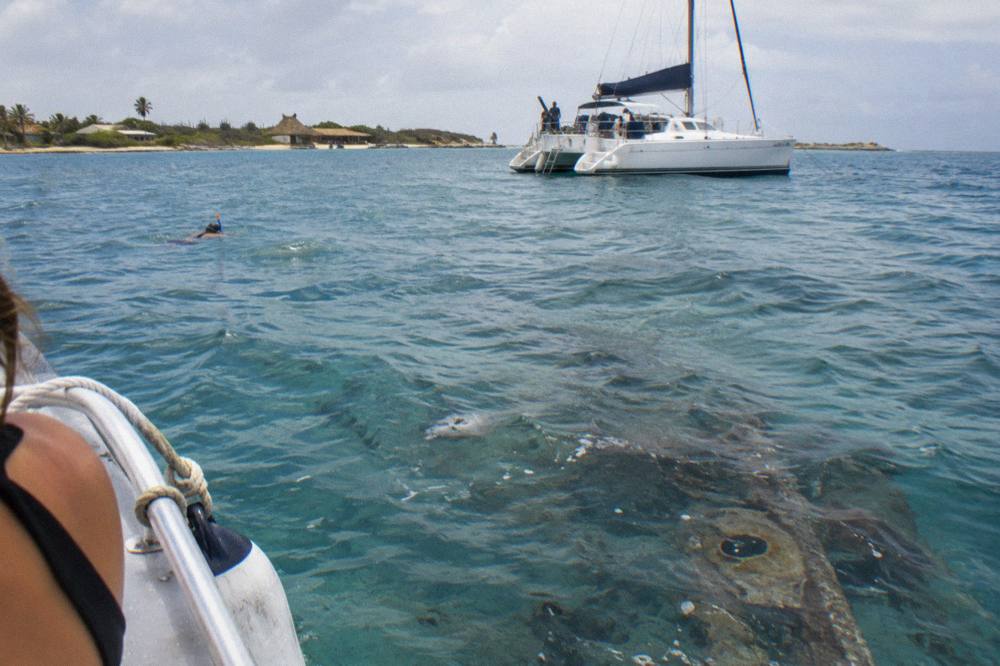 A catamaran moored over a shipwreck site with dark hull visible under blue water