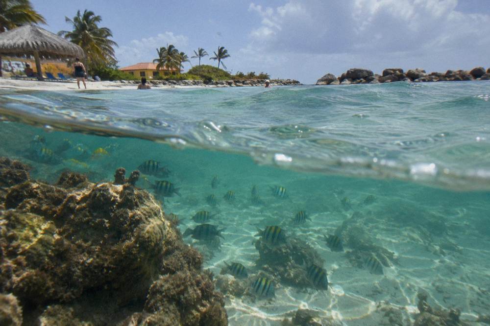 Tropical fish swimming over a shallow coral reef in clear water
