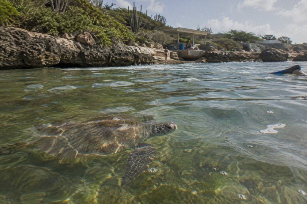 A green sea turtle swimming over shallow seagrass in clear sunlit water