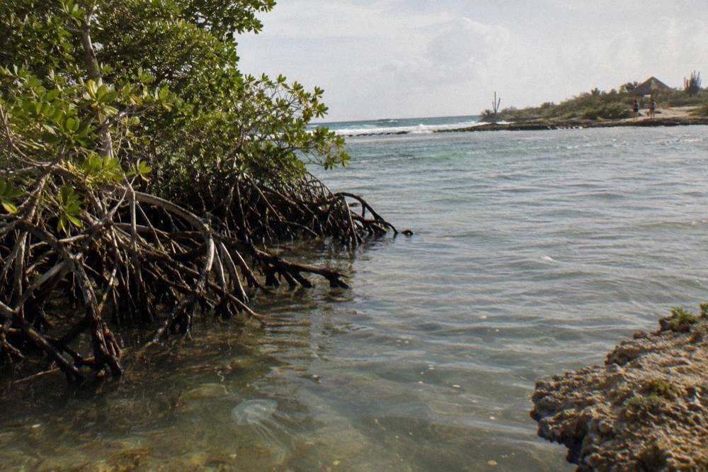 A shallow bay with mangroves at the shoreline and clear calm water over a reef