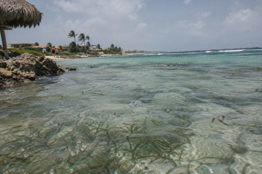 A shallow sandy seagrass bed in clear water with distant reef and blue sky