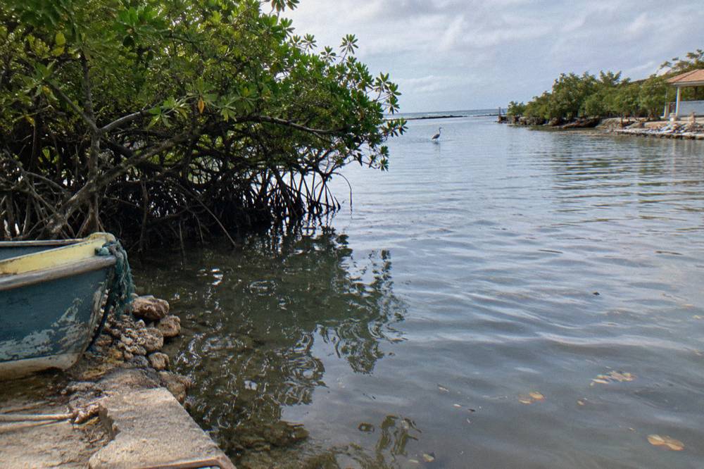 A quiet mangrove-lined bay with flat calm water on Aruba's south coast
