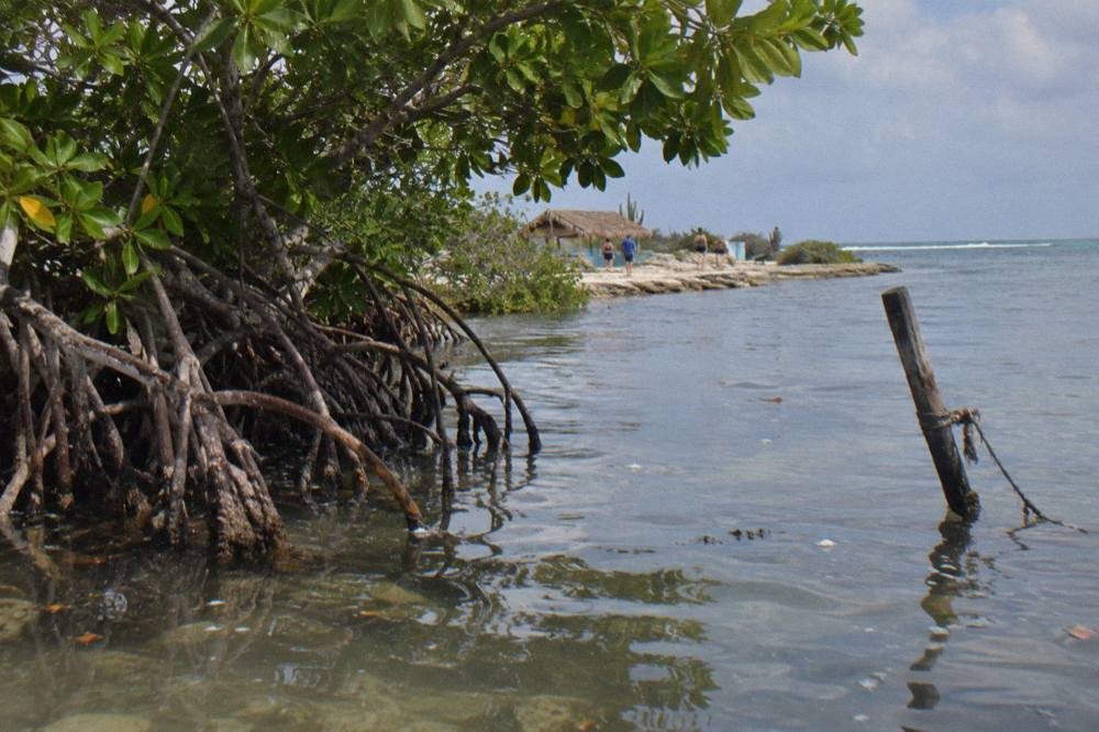 Mangrove trees at the edge of calm shallow sea water with a distant reef line