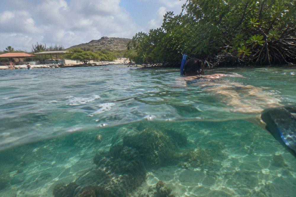 Snorkeler floating over a shallow reef in still green-blue water near shore