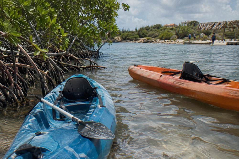 Two ocean kayaks floating near a mangrove shoreline in calm water