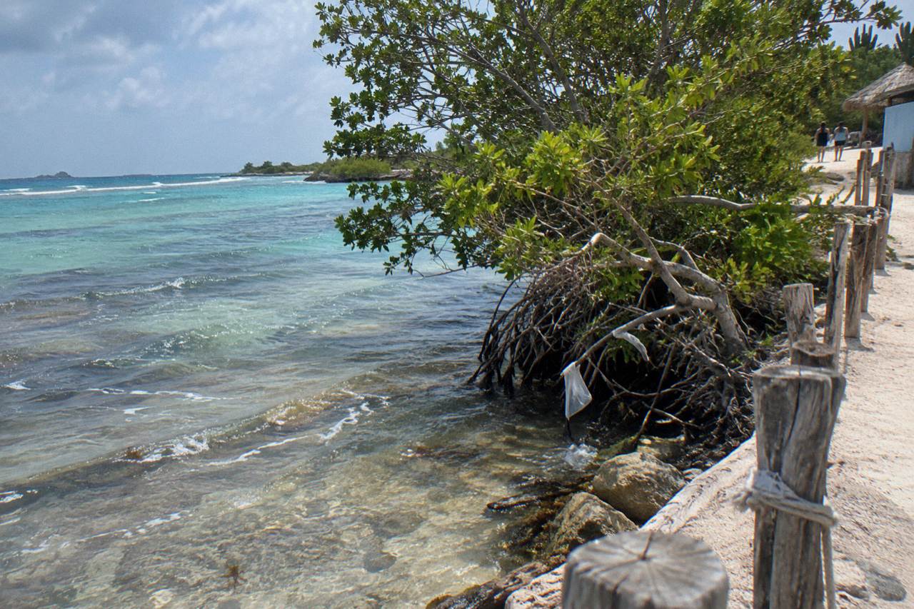 Calm shallow turquoise water over a reef near mangrove trees along a quiet Aruba shoreline