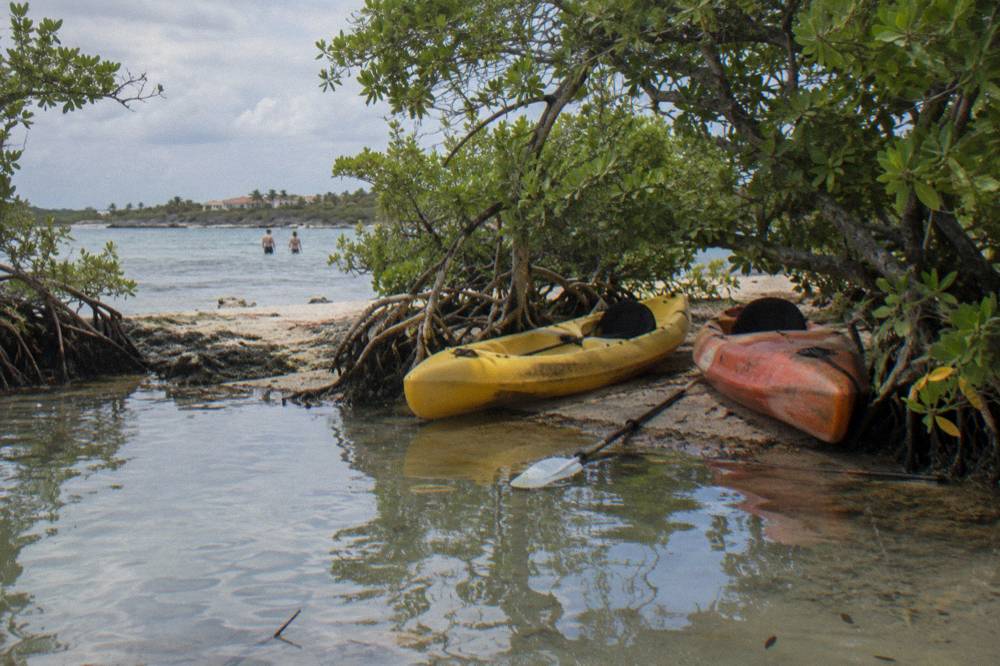 Kayaks pulled onto a mangrove-lined beach with calm shallow water