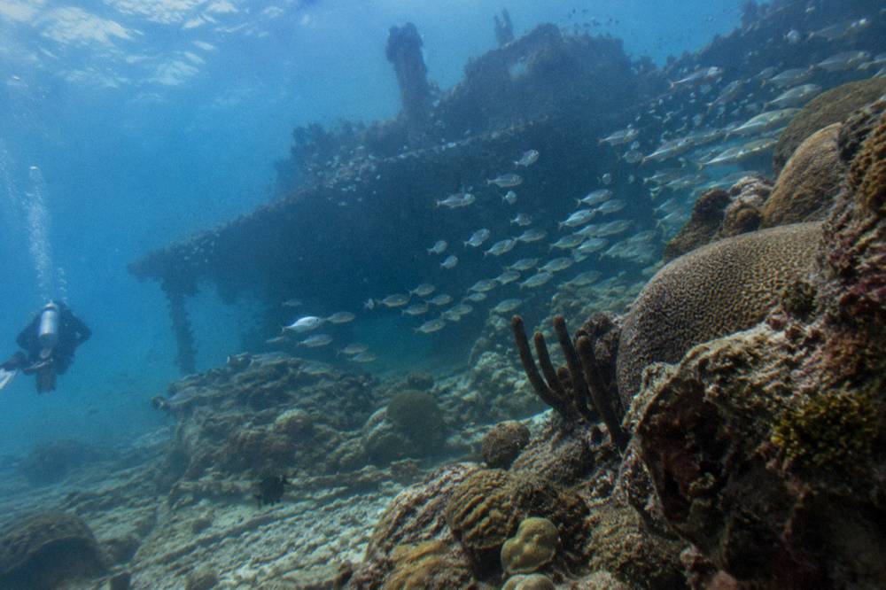 A coral reef just below the surface with schools of small fish over stony formations