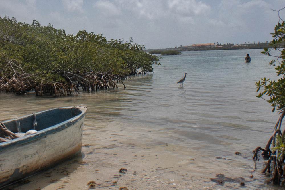 A shallow calm bay with mangroves at the edge and pale sandy shallows