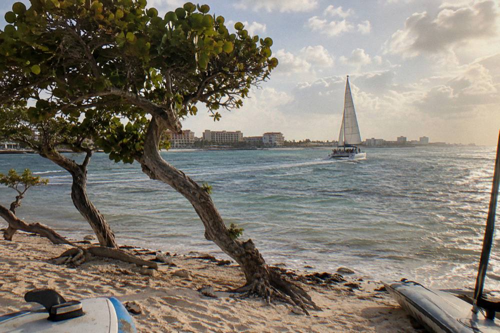 A catamaran under sail along a palm-lined coast in late afternoon light