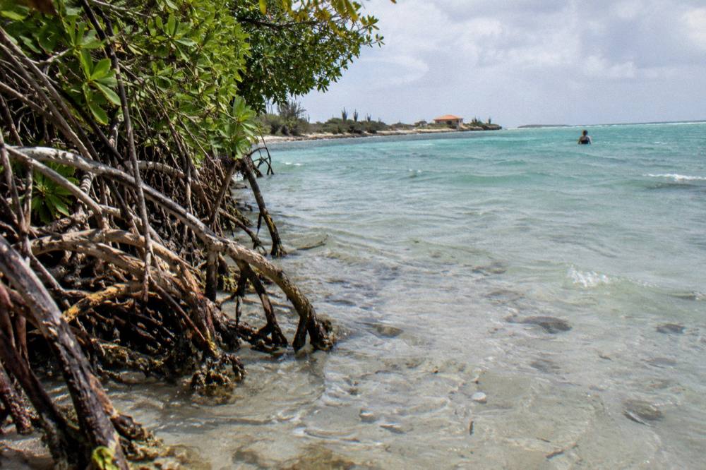 A quiet mangrove shoreline at Mangel Halto with clear shallow water