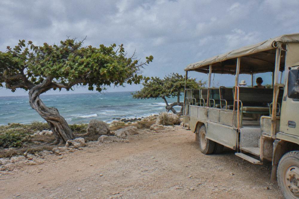 An open-sided bus parked on a coastal road beside palm trees and blue water