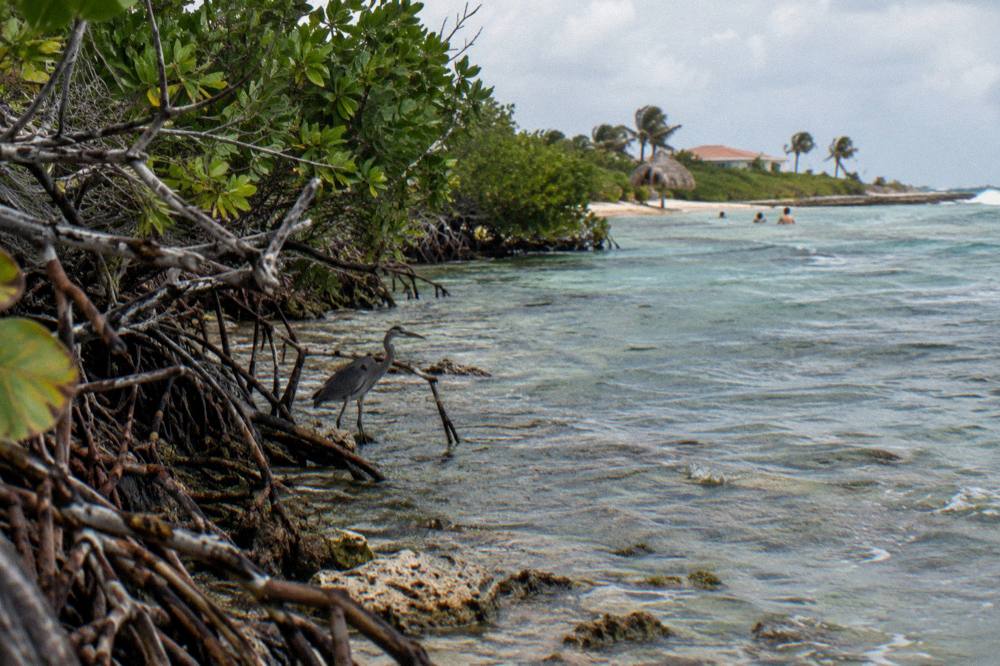A quiet mangrove-lined bay with shallow clear water over a nearshore reef