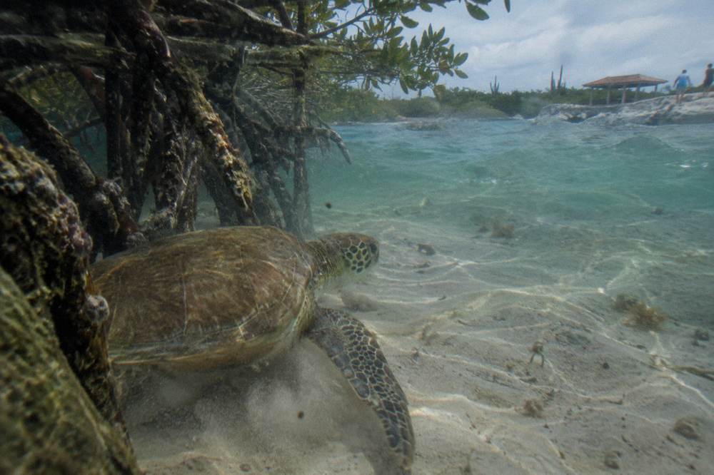 A sea turtle swimming over a shallow sandy seabed near mangrove roots