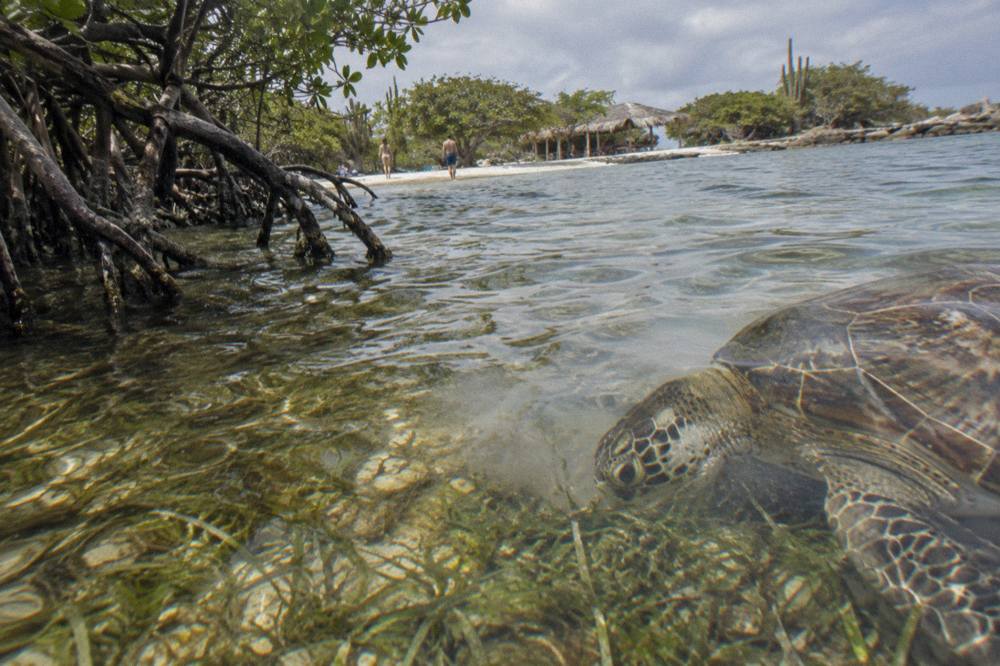 A green sea turtle grazing over sea grass in shallow sunlit water