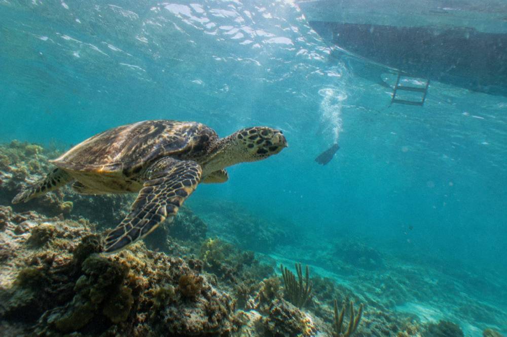 A hawksbill turtle swimming over a coral reef in calm turquoise water