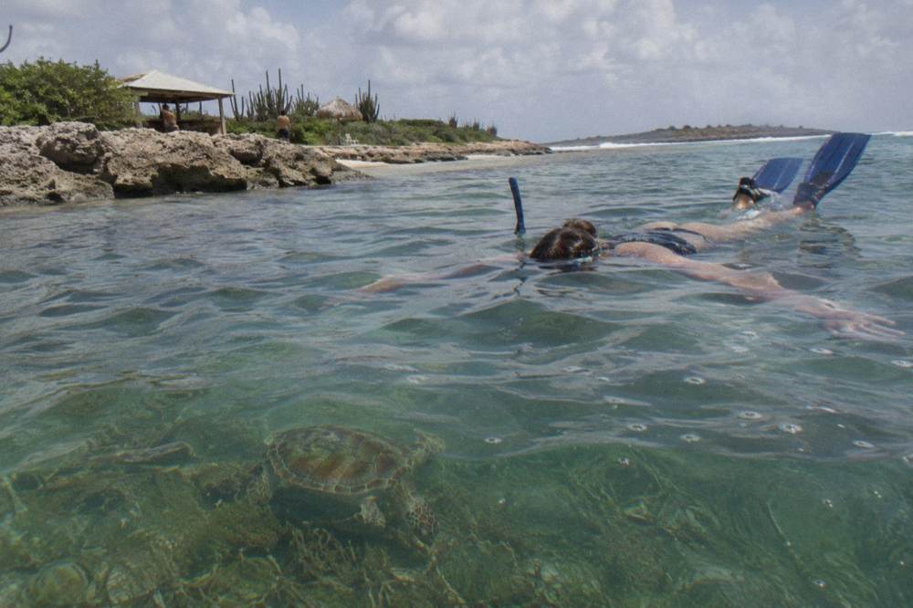 A snorkeler floating calmly above a turtle over a seagrass bed