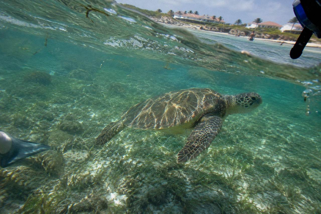 A green sea turtle swimming over a shallow reef in clear turquoise water